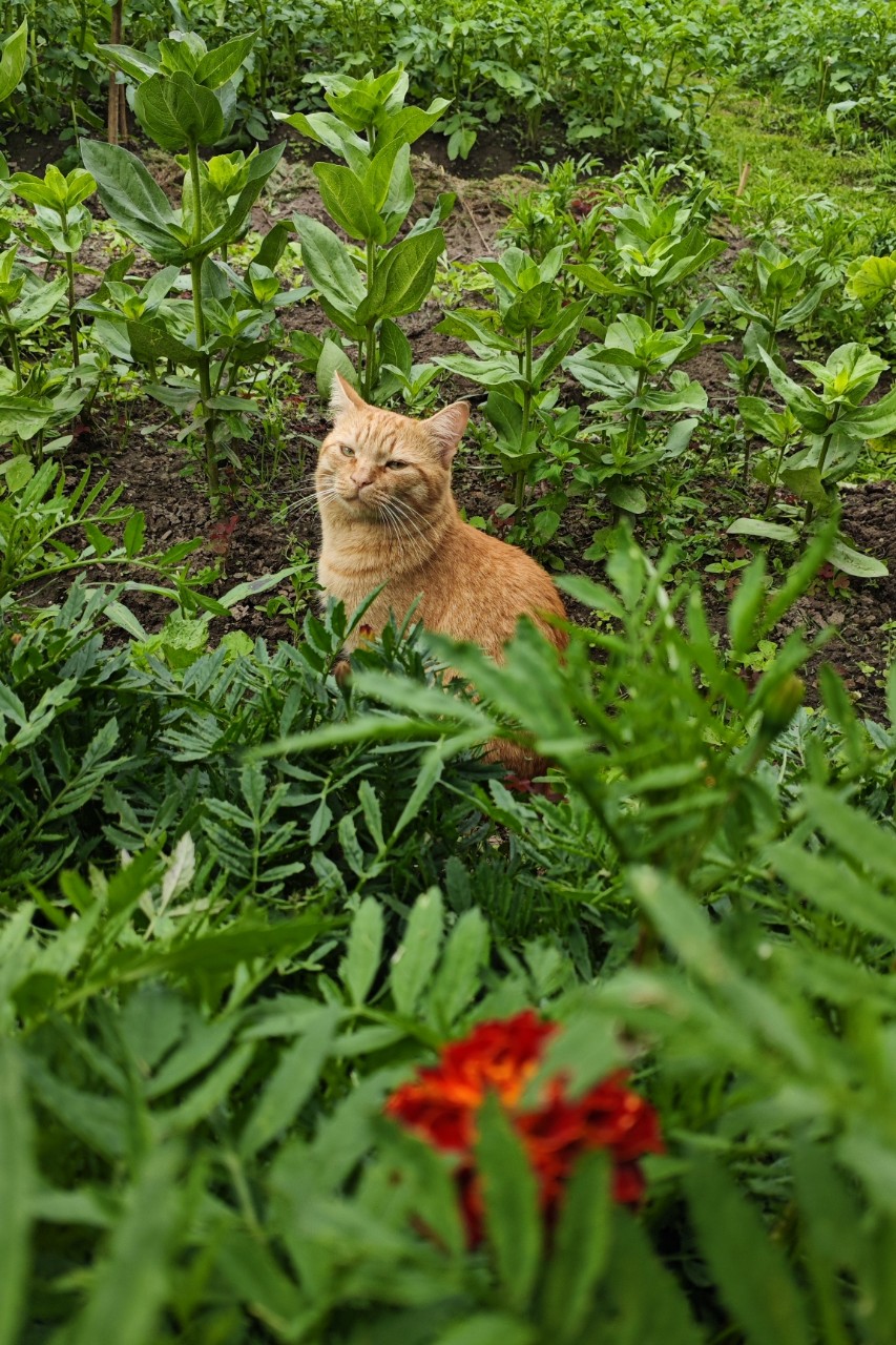 Olga в LOOKY — Оглядывает территорию! 
#cat