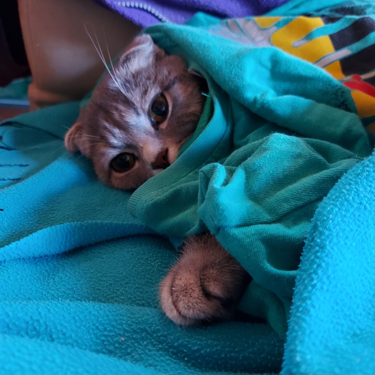 Мусиндра в LOOKY — Похолодало...

#муся замёрзла
#мусиндра укуталась
[#кошка ](