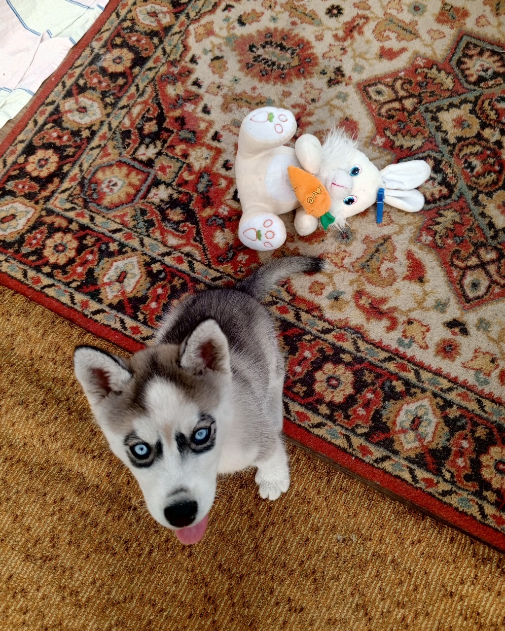 mari.cmok__te9ps1k в LOOKY — Вьюга отправилась в Чехов