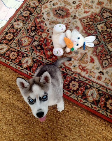 mari.cmok__te9ps1k в LOOKY. . Вьюга отправилась в ...