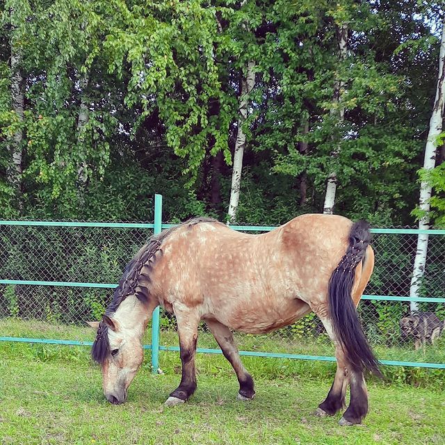victoriaserbul_horse в LOOKY. #horseinstagram,#instagramhorses,#horse,#horselove,#horselife,#horselover,#instagram,#instagramlive,#instagramlove,#horsehouse,#victoria&horse. Глаза умеют говорить...