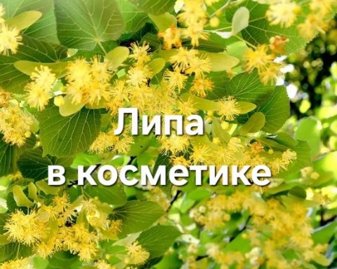 sevtata в LOOKY. #липа,#фитокосметика. КОСМЕТИЧЕСКОЕ ИСПОЛЬ...