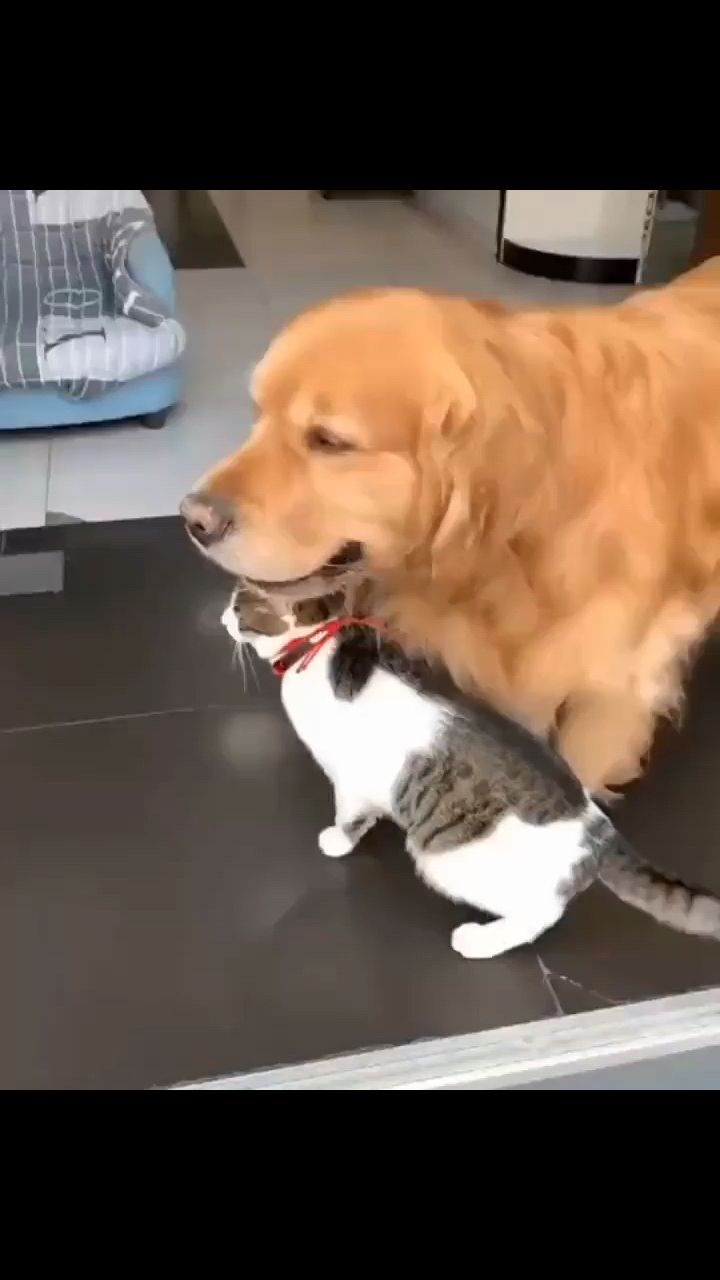 fuuny в LOOKY. . Друганы