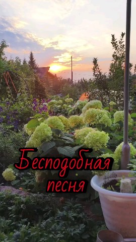 ВОЛК СЕРЫЙ в LOOKY — публикация