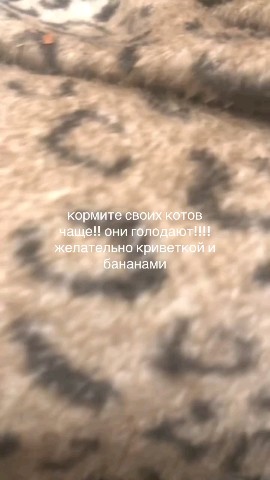 anna.slusar в LOOKY. . Кормите своих котико...