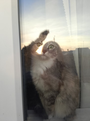 Looky_177778172481527 в LOOKY. #хвостатый_друг. #хвостатый_друг