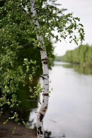 Hope_ в LOOKY. . 