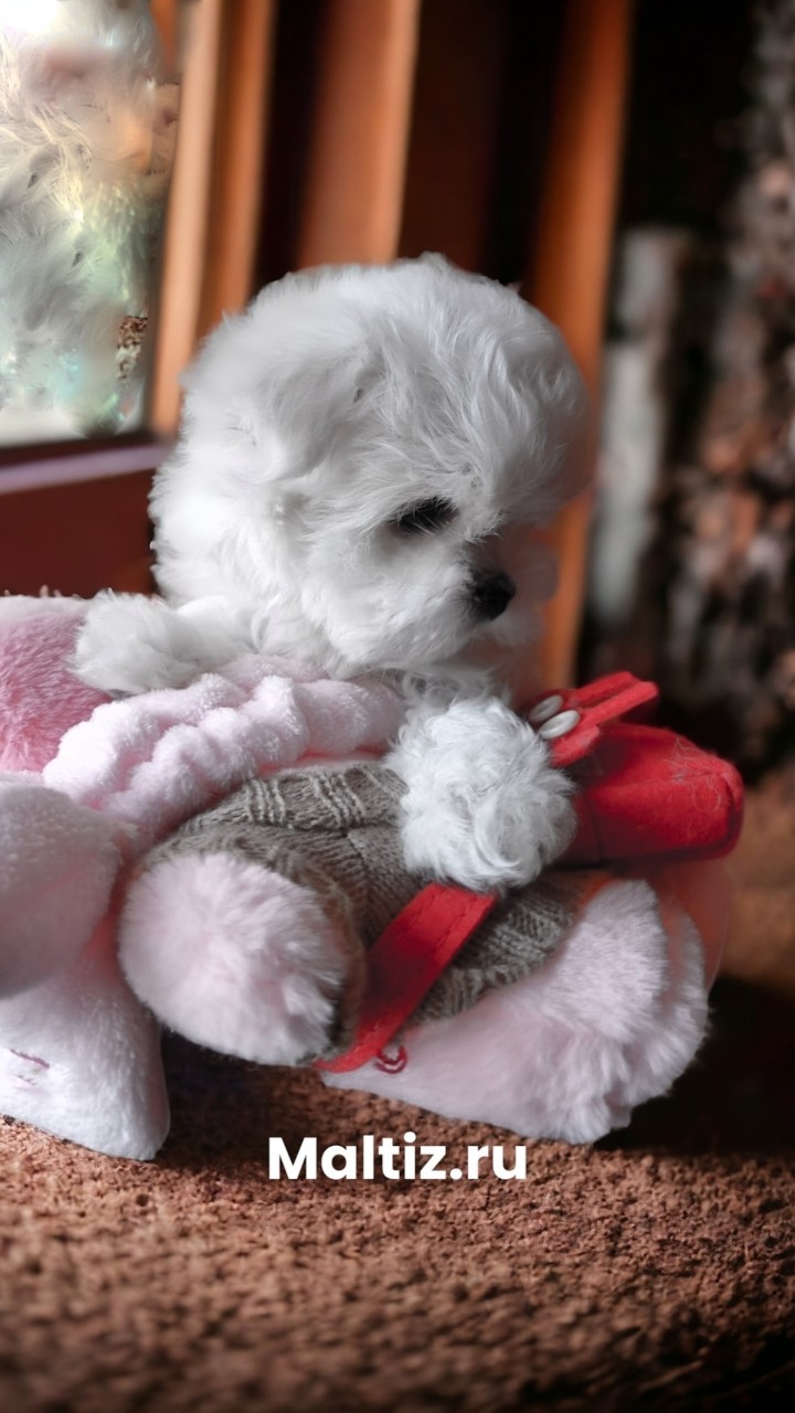 Питомник мальтезе  Daily Love в LOOKY — Свободная девочка мальтезе #питомникмальтезе #щенкимальтезе 