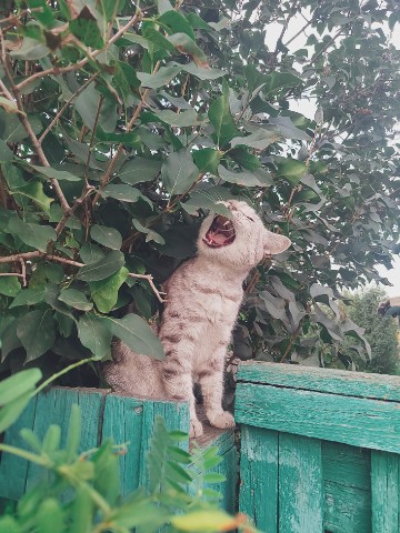 Looky_1701322789284 в LOOKY. #кошкаБабуся. У нас пополнение — к...