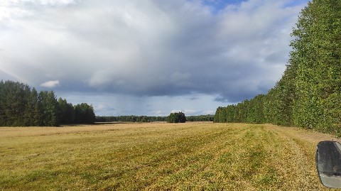 mSte в LOOKY. . Поле