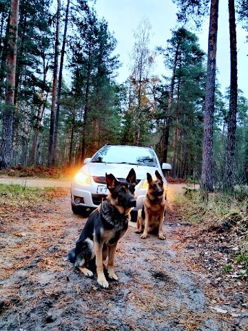 Diamond в LOOKY. . Мои 🐾🚘

[#немецкая...