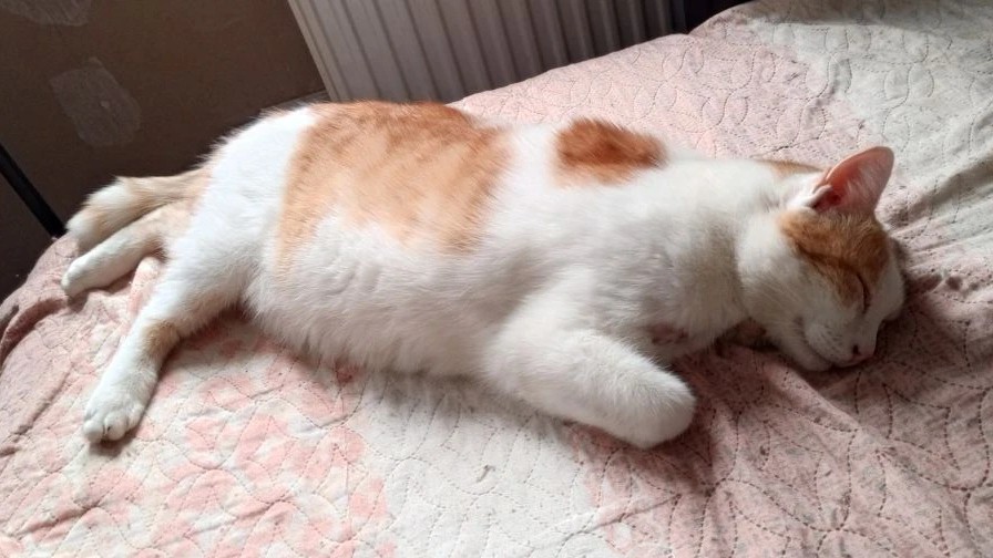 Вчера ушёл по радуге наш котейка...
Он был очень ласковый. Ласковый до невозможности.. Стоило только тронуть его и он не отстанет, пока не прогонишь..
Все 10 лет мы были его жизнью..
Беги по радуге💔
(Это последнее его фото при жизни)
#кот #любимец #утрата