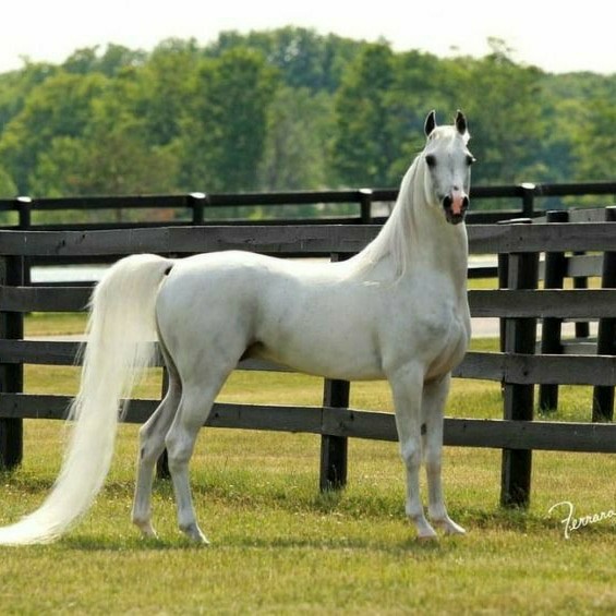Hauser в LOOKY — [#whitehorse](whitehorse) [#horses](horses) [#horse](horse) 