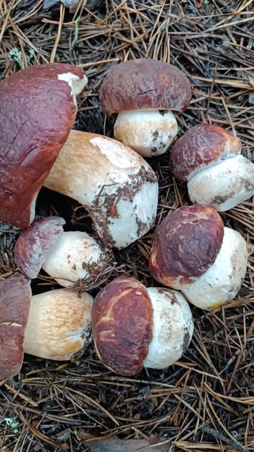  в LOOKY — Боровички💜🍄
Boletus pinophilus

_____________________
#muc