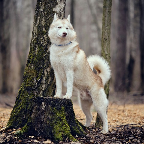 husky_easy в LOOKY. #husky,#siberianhusky,#huskyphotography,#huskygram,#huskylove,#huskylovers,#huskylovingclub,#huskylife,#allthingshusky,#instahusky,#huskyofinstagram,#huskypics,#huskiesreq,#huskiesofinstagram,#huskyrussia,#dogsofinstagram,#igcutest_animals,#ilovehusky,#justhuskies,#bestwoof,#dog_features,#dogs_of_world,#dogphotography,#excellent_dogs,#хаски,#хаскифото,#хаскивмоскве. #husky #siberianhusk...