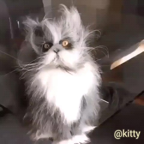 Kitty в LOOKY. . Так вот она какая......