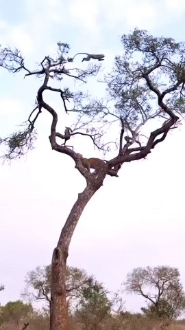 INSIDE-WILDLIFES в LOOKY. . https://youtube.com/...