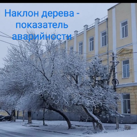 dendro_pro в LOOKY. #творческий_нг,#дендроэкспертиза. #творческий_нг

Накл...