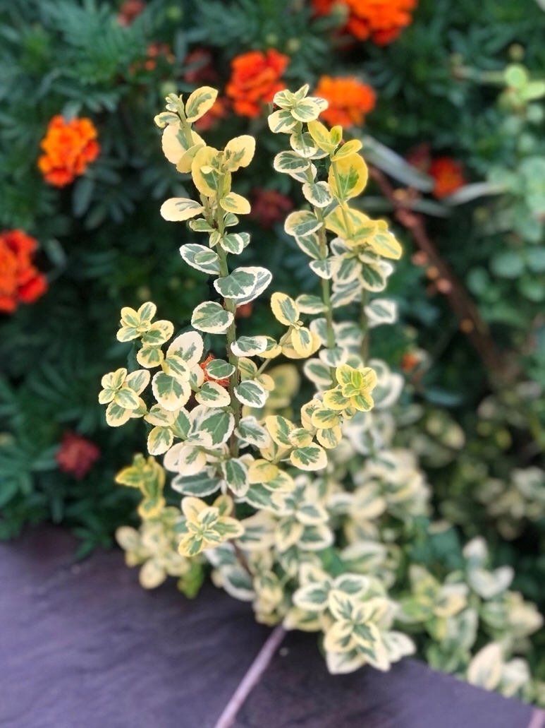 Nellya в LOOKY — [#природа ](природа)[#мойвзгляд ](мойвзгляд)