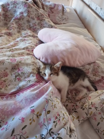 Настя в LOOKY. . Утро с мусей.
