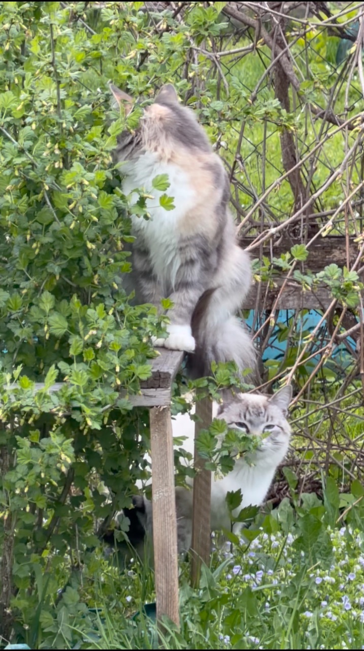 Мария Юдаева в LOOKY. #котики#дача#природа#май#сад. Нашу кошку чем то пр...