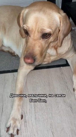 На связи лабрадор Бен-Бен в LOOKY. #232465954,#собака,#собакадругчеловека,#любовь,#малыш,#питомец,#витамины. И животик не болит н...