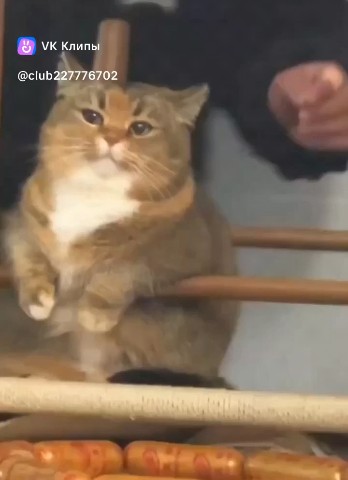 Senya в LOOKY — #Котя