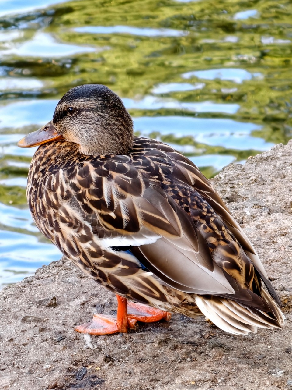 Утиные истории🦆😉🙃🫶
#утки 
Карелия🌲Karjala
#летовкарелии #лето
#карелия #karelia #karjala #живувкарелии #природа #природакарелии
#looky #looky_official #LOOKY_контент #looky_you #you #looky_топ