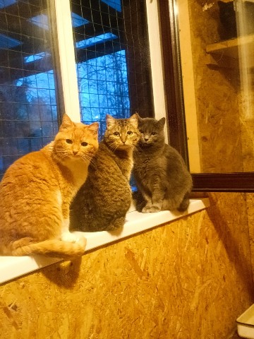 perederzhka_cat в LOOKY. . Три девицы под окном...