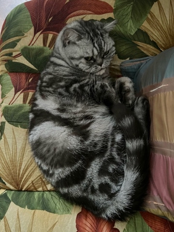 british_mars_cat в LOOKY. . 