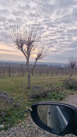 annet_anapa в LOOKY. #семигорский,#усадьбасемигорье,#виноградники,#югроссии. Закат, который хочет...