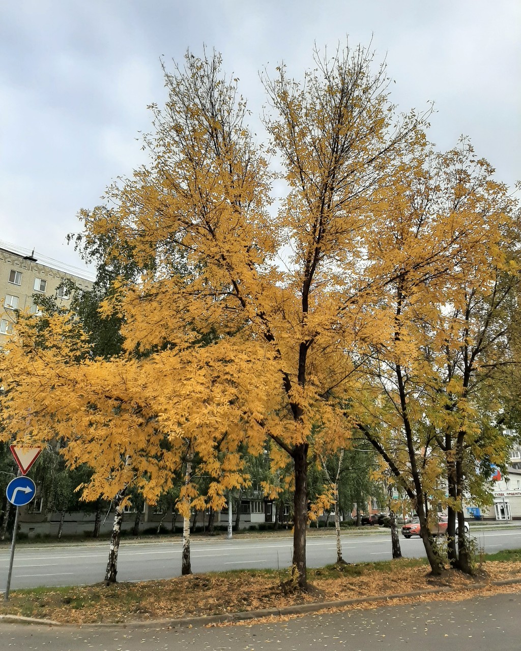 Элана Грекова в LOOKY — фото 2