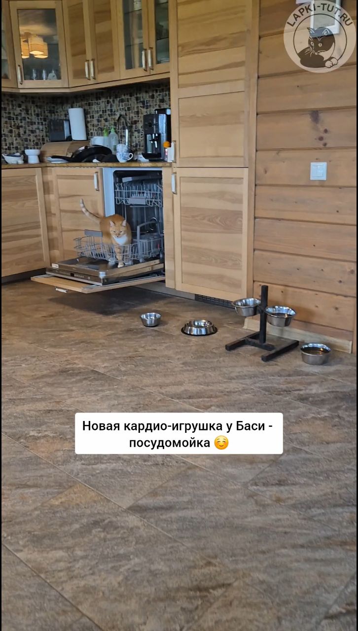 lapkitutru в LOOKY. #лапкитут,#кошкавдоме,#игры,#игрушкидлякошек. Поиграли и пора за р...
