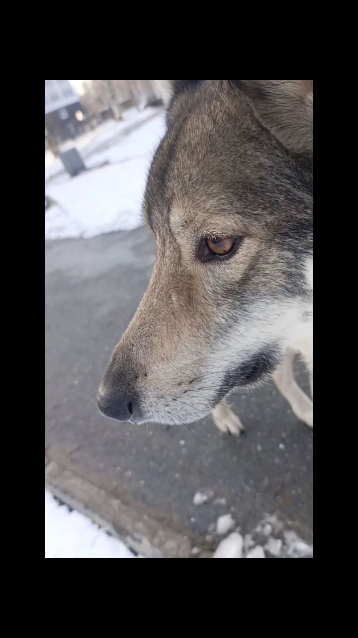 Мой любимый пёс 
Полкан