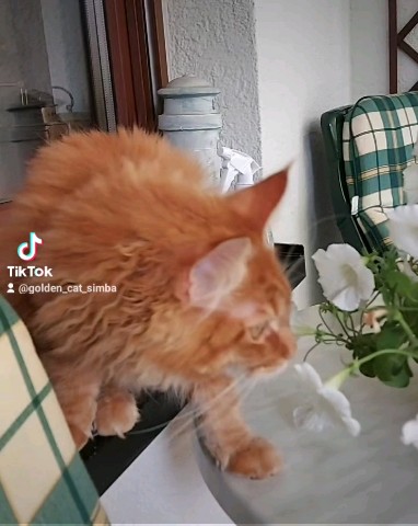 Simba в LOOKY. #мейнкун,#симба. [#mainecoon](maineco...
