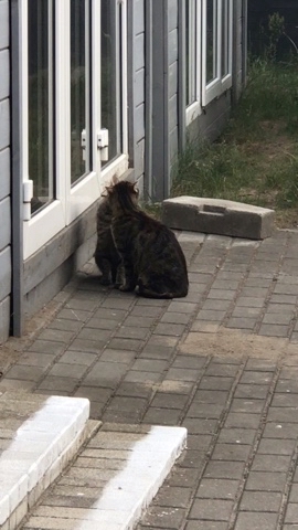 Ирина Московская в LOOKY. #котики. Котики они такие

[#...