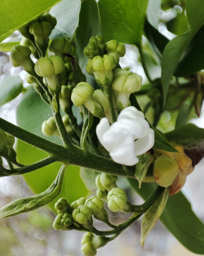 Весна🌱
#погода#дождь#природа#цветы