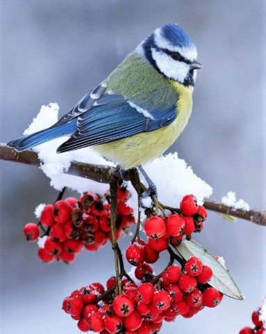 _Balleriana_ в LOOKY. #зима,#winter,#looky,#птицы,#природа. Зимняя сказка #зима ...