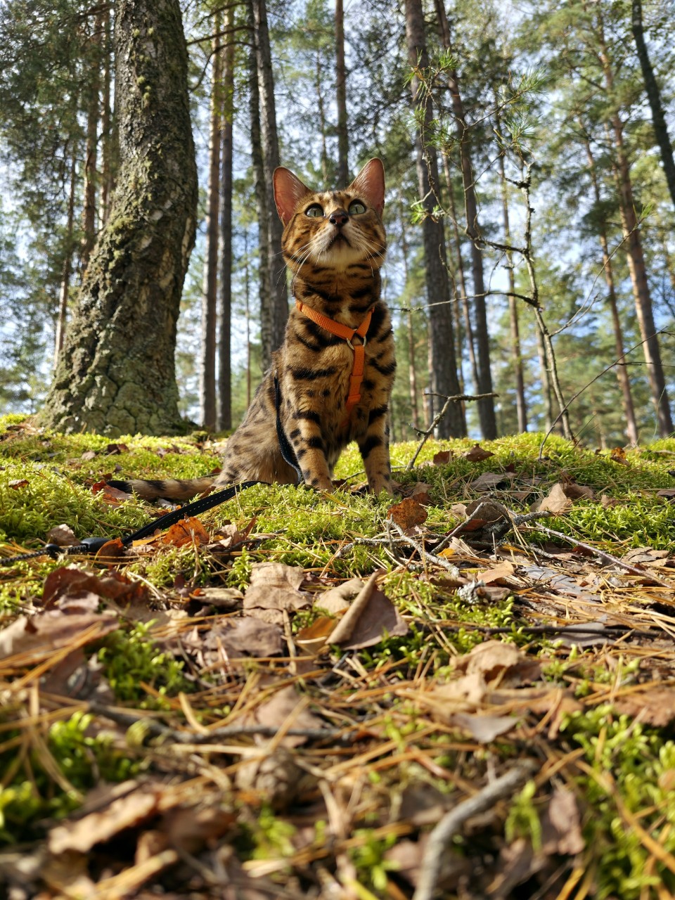 afina_zeus в LOOKY. #коты,#кот,#кошка,#мыизкотограма,#фотомомент,#моифото,#красивыекошки,#котеечка,#котикмой,#пейзаж,#красивыеместа,#лес,#природабеларуси,#наприроде,#looky,#looky_official,#looky_кошки,#looky_контент. Хорошей недели, друз...