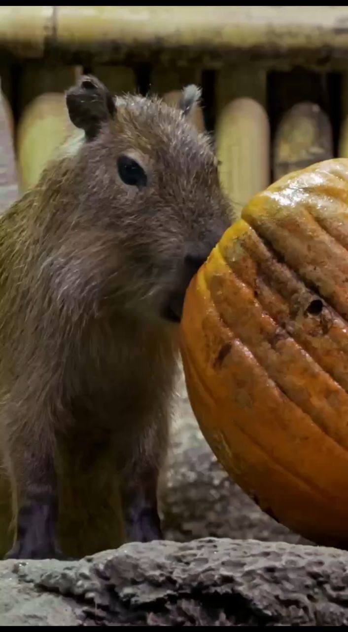 pushistiki в LOOKY. #пушистики. 🎃 Москвариум тоже п...