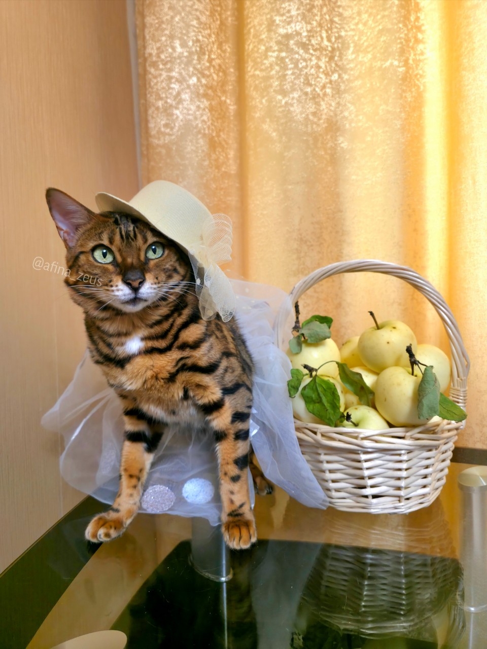 afina_zeus в LOOKY. #бенгалы,#кошка,#коты,#кот,#мыизкотограма,#котозависимость,#люблюкошек,#красивыекошки,#одеждадляживотных,#котикиправятмиром,#яблоки,#looky,#looky_official,#looky_кошки,#looky_контент. Привет, друзья! 
Пус...