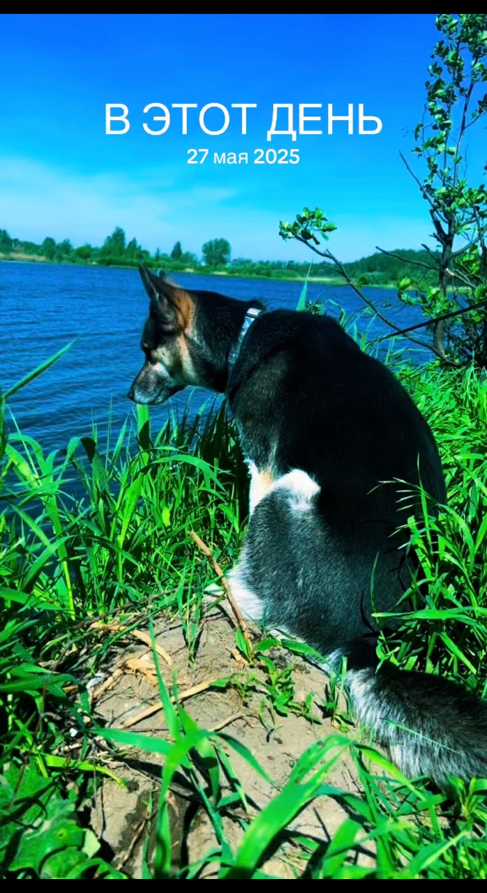 radaslava_andreeva в LOOKY. . Любимка 😻 
[#леда ]...