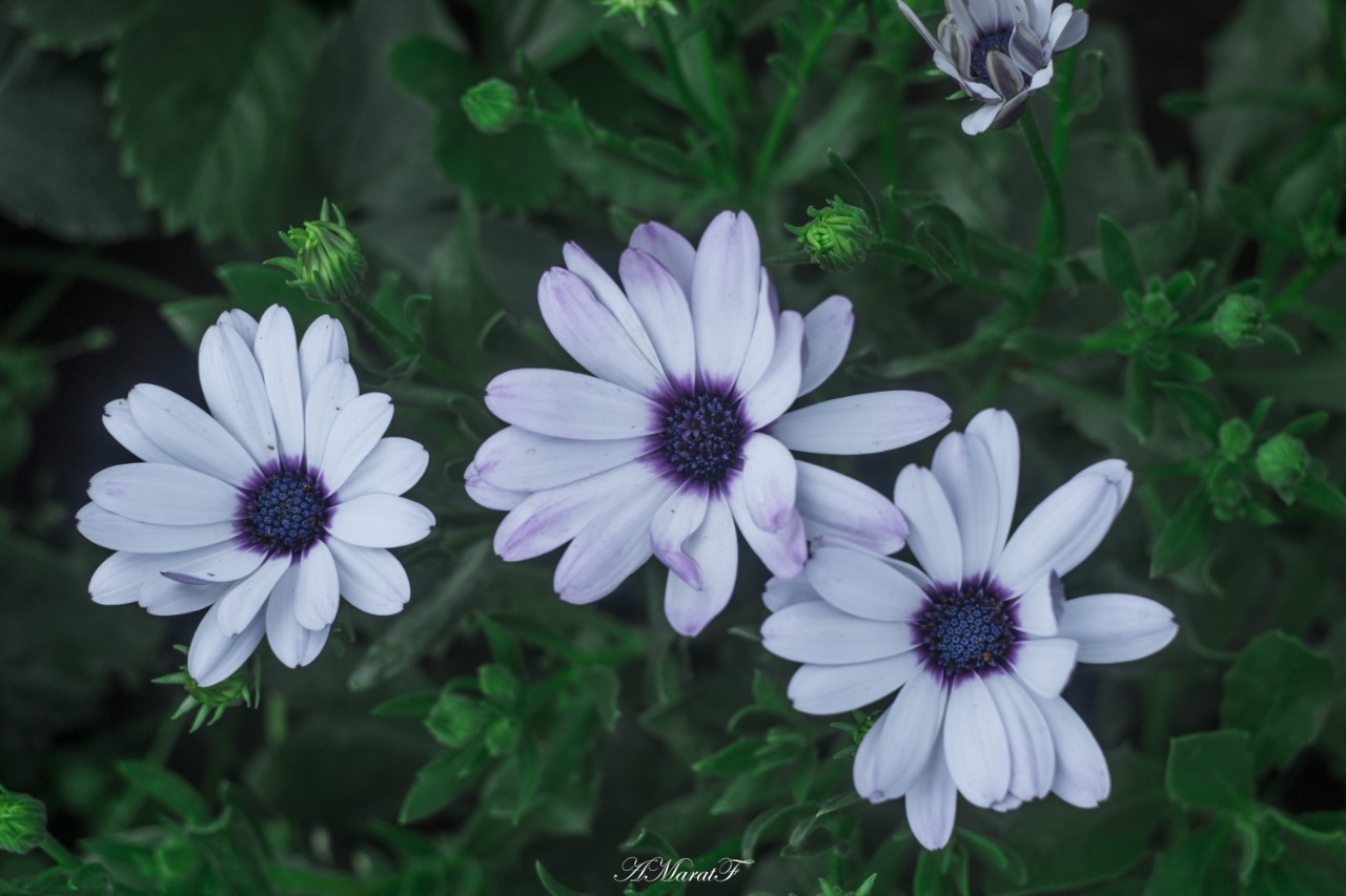 MaratAMF в LOOKY — #цветы
#canon760d
#macro