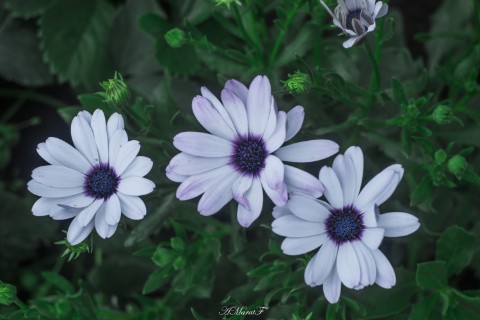 MaratAMF в LOOKY. #цветы,#canon760d,#macro. #цветы
#canon760d
#m...