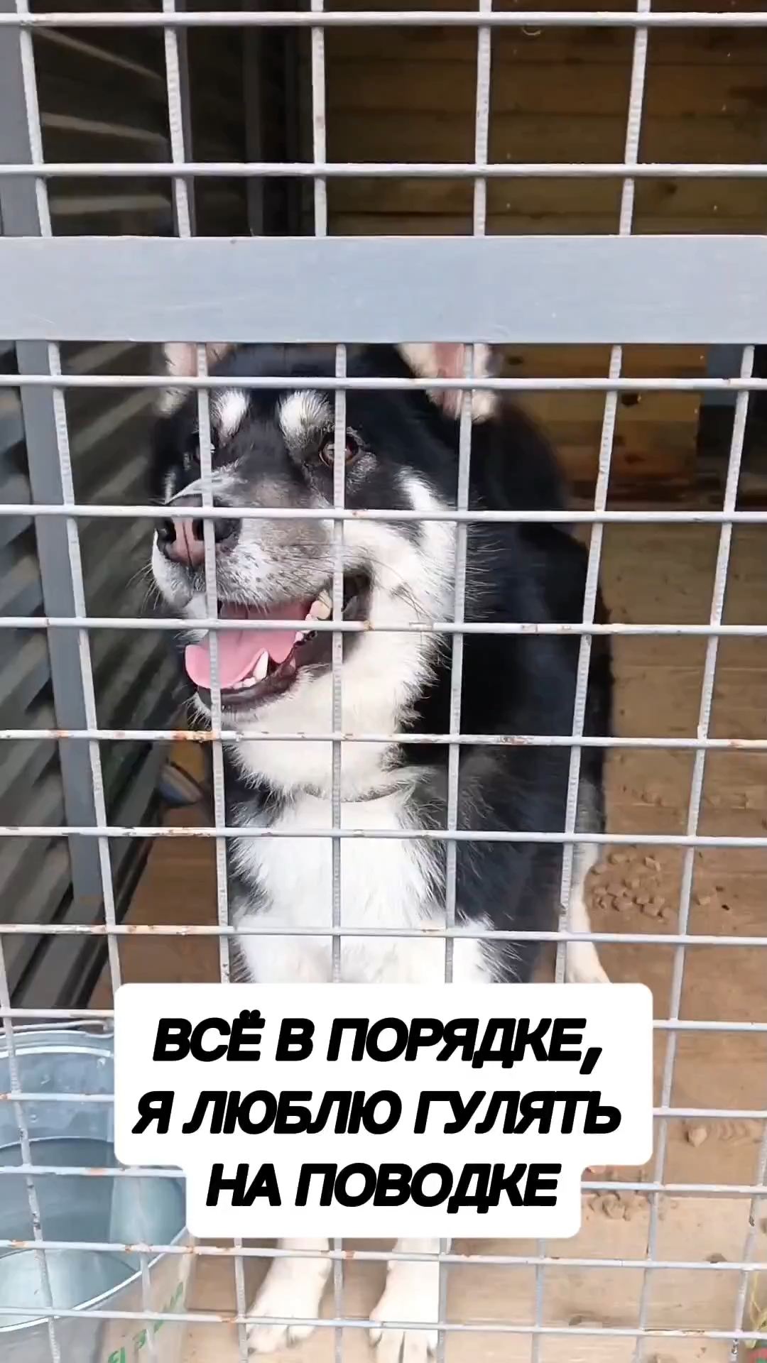 Лена Козлова в LOOKY. . Многие собаки в прию...