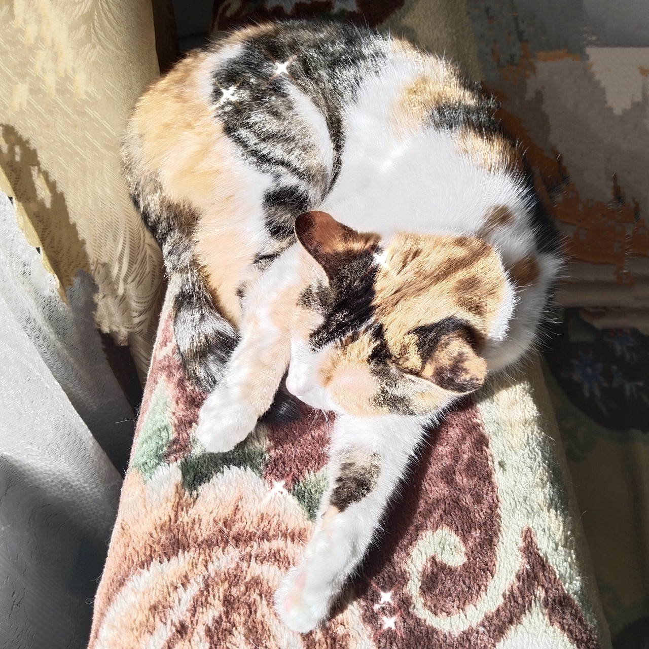 Миледи в LOOKY — Загораем
[#безкотаижизньнета](безкотаижизньнета) 