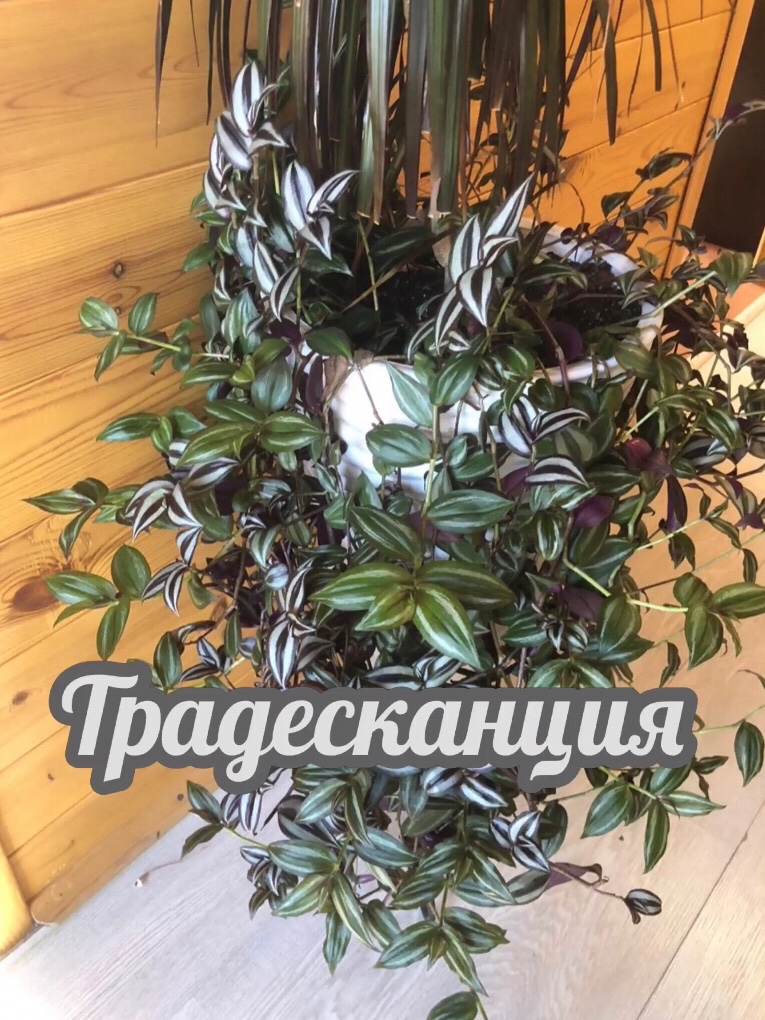 Looky_1670343723492 в LOOKY — Комнатное растение 

https://dzen.ru/sadvsibirinsk
