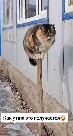 Kitty в LOOKY. . Акробаты и коты🤣👍�...