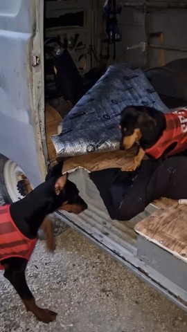 annet_anapa in LOOKY. #доберман,#анапа,#чтожеяхочусказать. Что же я хочу сказат...