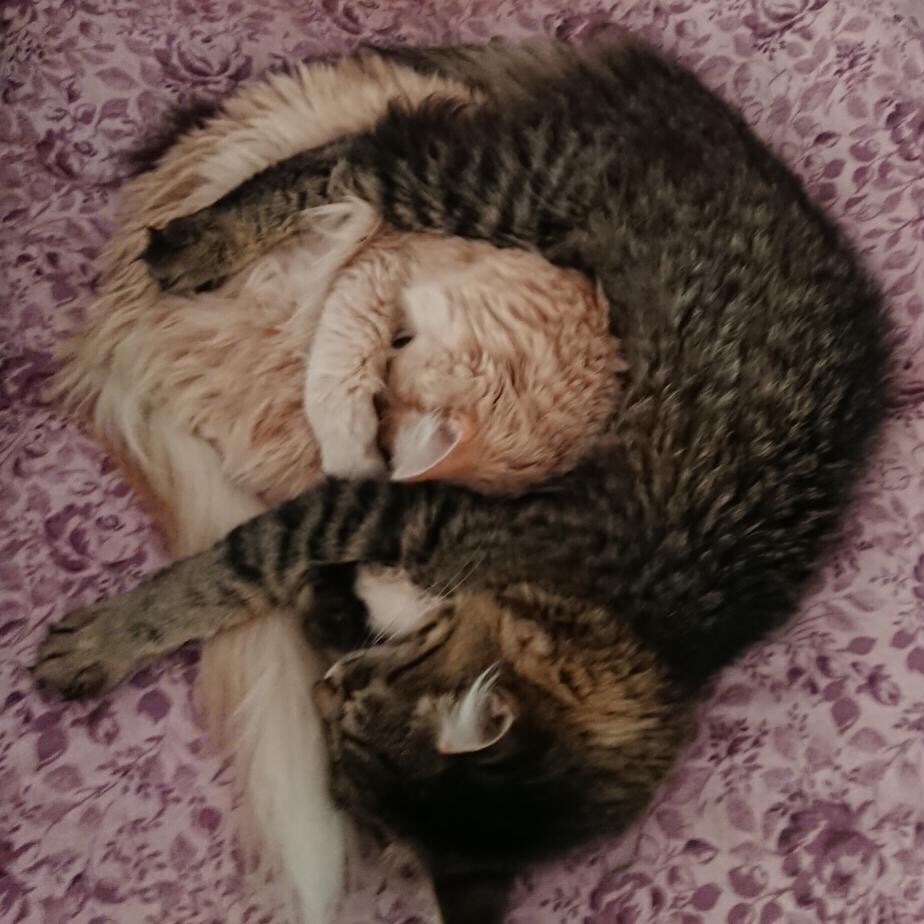 PetsStalkerS in LOOKY. #котики,#бонифаций. Утренней котяшности ...